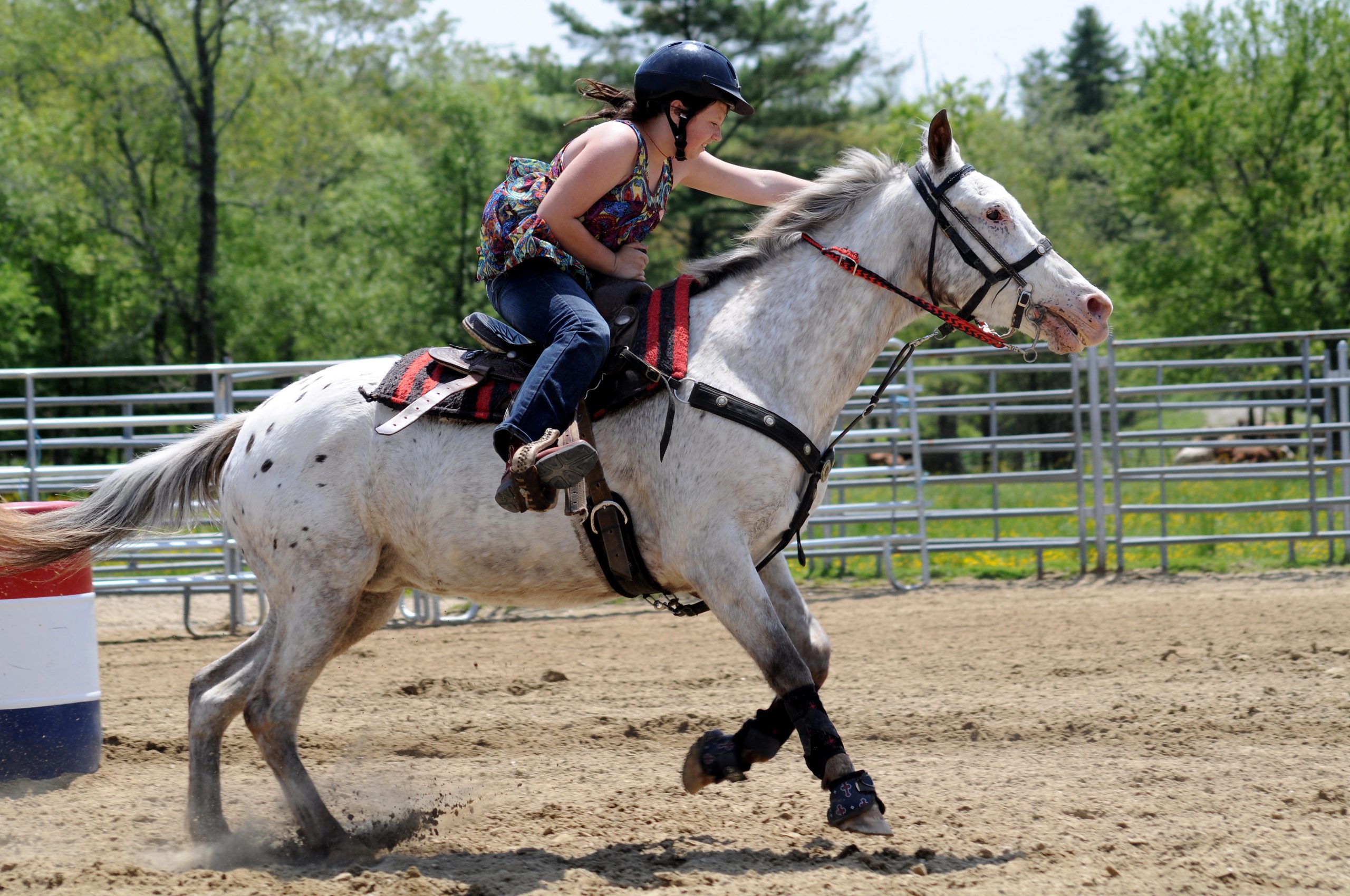 Appaloosas are typically adept at barrel racing