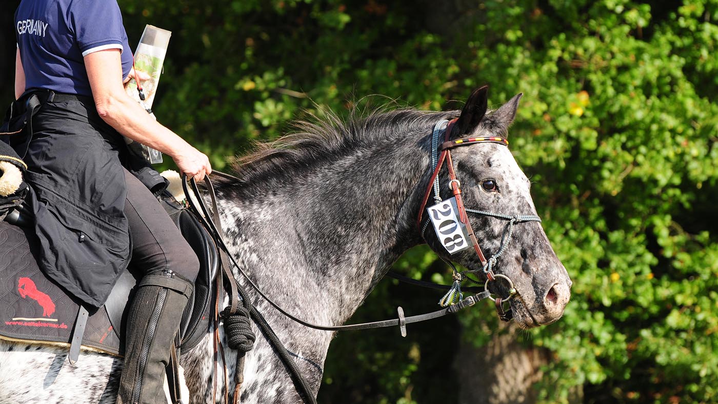 Appaloosa competing in endurance