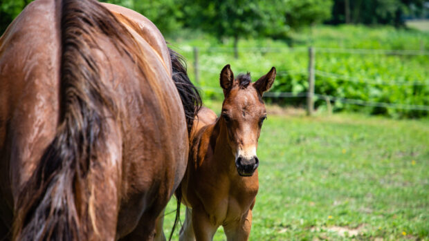 Close up of mare with foal stood beside her in field