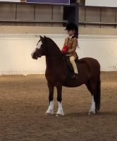 The Welsh section A pony was attacked while hacking out with his young rider