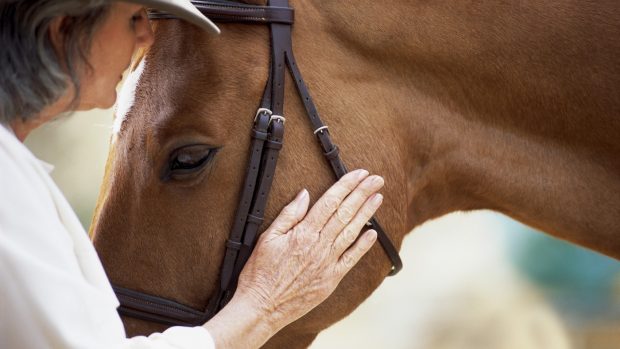 Racehorse gene research: image shows a woman stroking the head of a chestnut horse