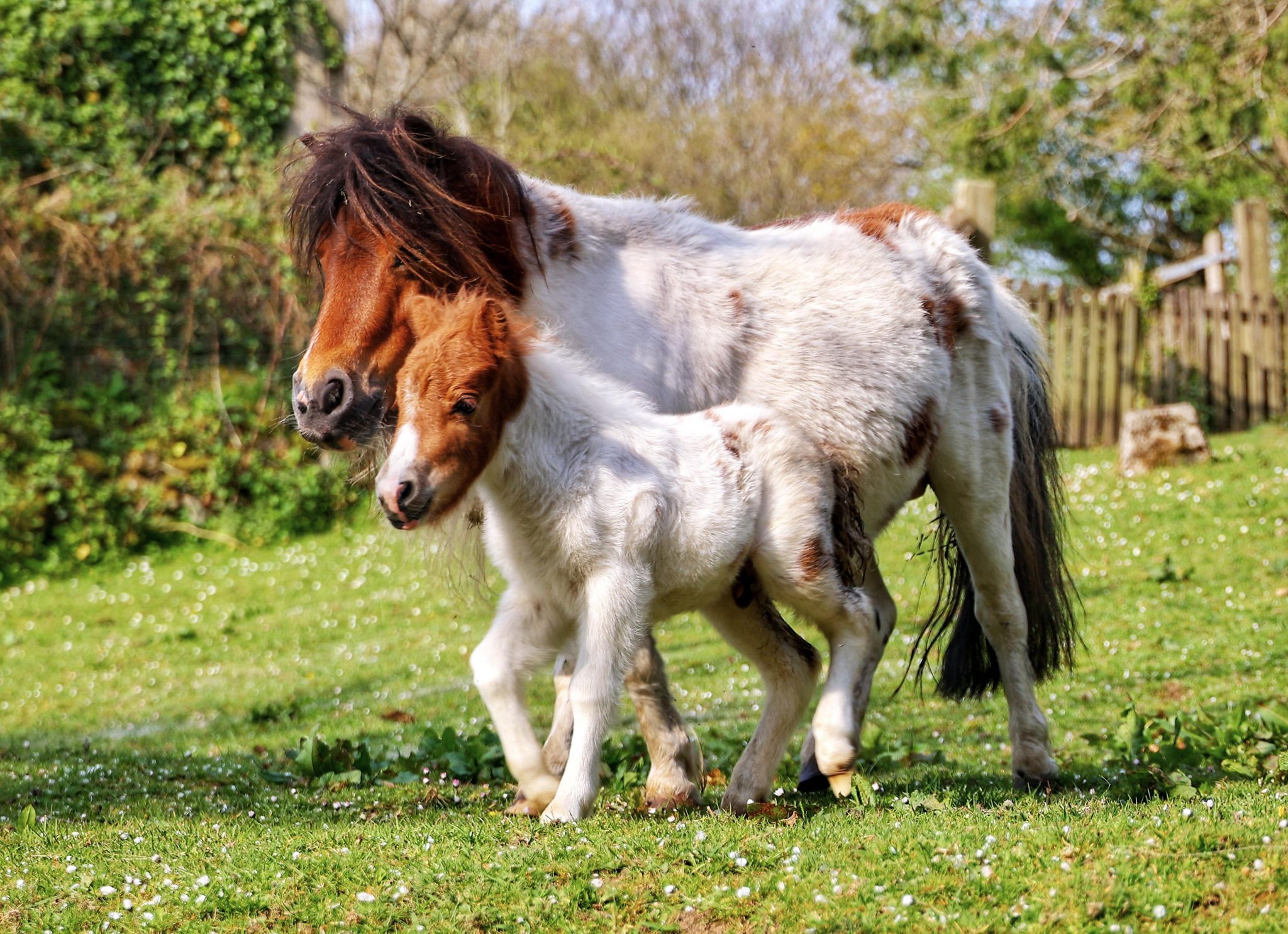 Miniature horses a perfectly proportioned and selectively bred equine