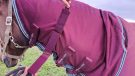 Premier Equine fly rug neck fastening