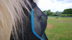 Woof Wear fly mask eye clearance