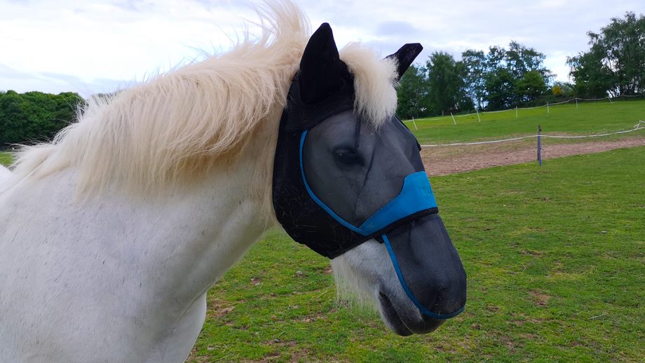 Woof Wear fly mask on Highland