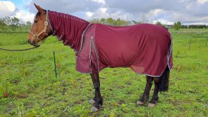 Premier Equine fly rug side on