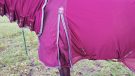 Premier Equine fly rug shoulder