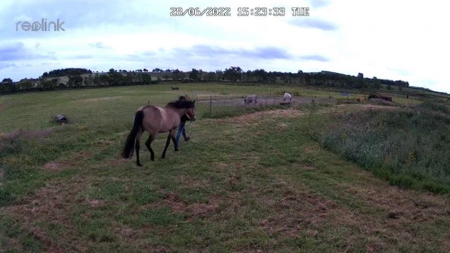 Screenshot from the Reolink Go PT Plus