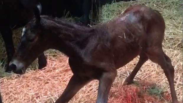 Epsom Derby favourite Desert Crown as a foal