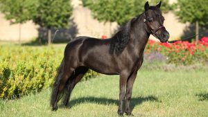 American miniature horse