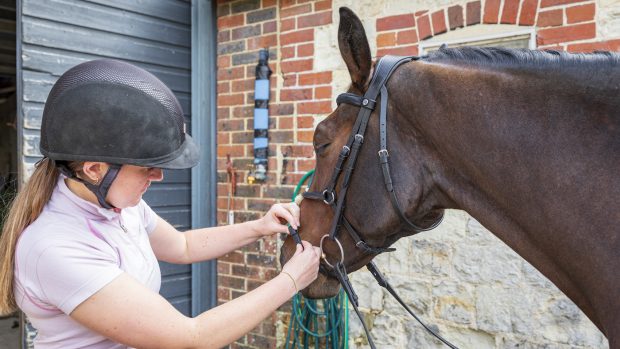 One in four horse owners are using bits that don’t fit their horse, a new study has found