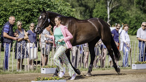 Luhmühlen Horse Trials first trot-up: Alex Donohoe presenting Guidam Roller at the Luhmühlen Horse Trials first trot-up