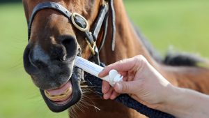 A horse being given a paste deworming product via mouth.