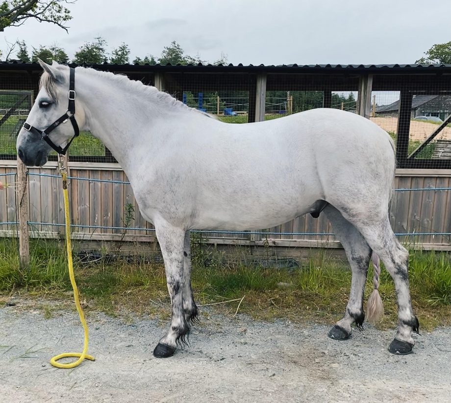 Yogi after using Shapley’s EquiTone Whitening Shampoo