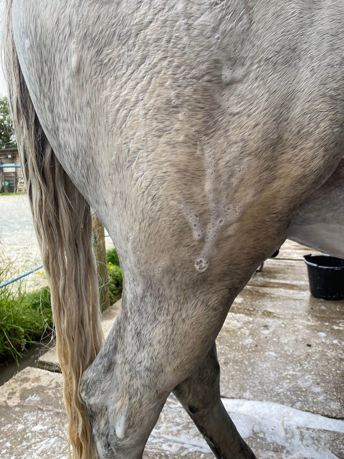 Shapley’s EquiTone Whitening Shampoo on horse