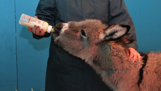 The adapted feeding system can help orphan foals that have to be bottle fed