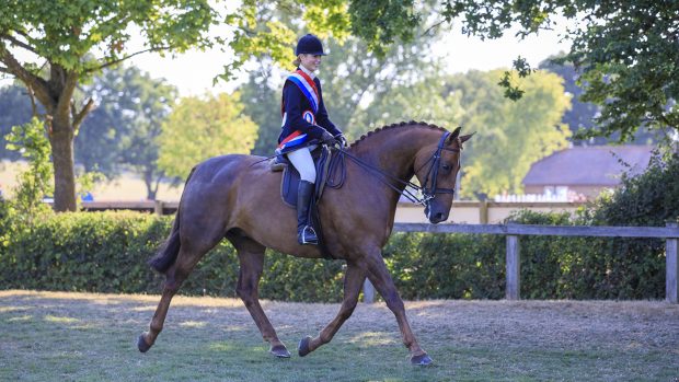 RIHS supreme amateur hunter championship