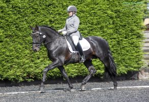 The GBPRE championship show will have a range of classes for Iberian horses