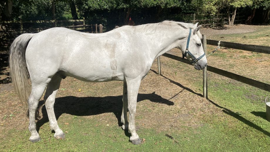 Before bathing with Cavalor Bianco Wash