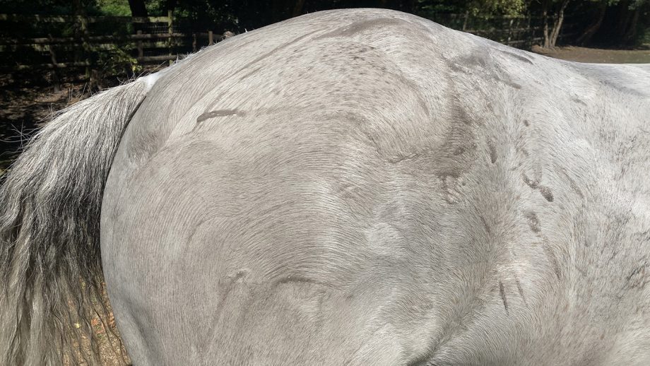 Cavalor Bianco Wash on horse