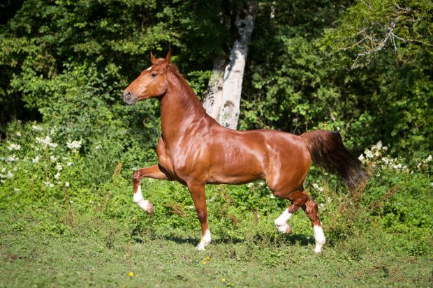 D474DC Hackney Horse. Chestnut horse trotting on a meadow
