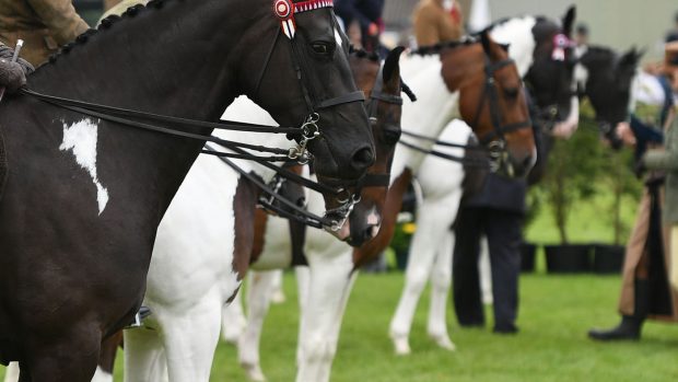Great Yorkshire Show