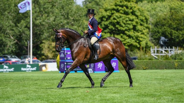 RIHS supreme riding horse championship