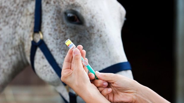 Horse owners are being encouraged to take advantage of the new strangles vaccine in the UK