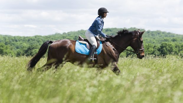 Diversity in horse sport