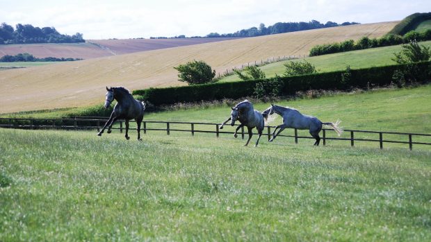HEROS charity retraining: thoroughbred racehorse ‘safety net’