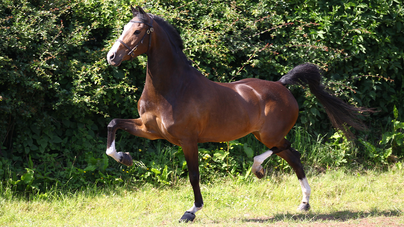 hackney-horse-the-spectacular-high-stepping-carriage-horse