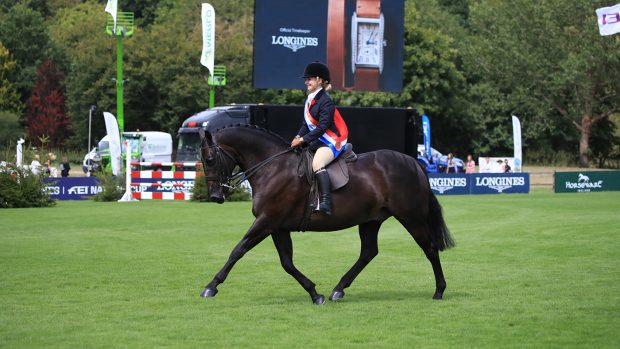 RIHS show hunter pony