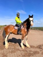 South Yorkshire Police has welcomed new police horse Wortley to the force