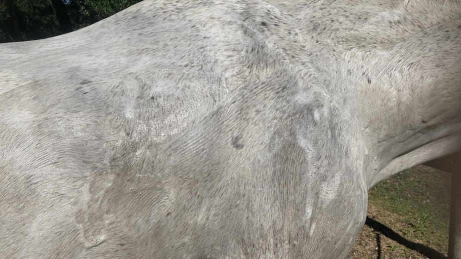 Cavalor Bianco Wash on horse