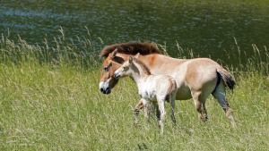 Przewalksi’s horse foal Marwell Zoo
