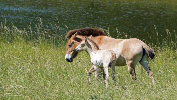 Przewalksi’s horse foal Marwell Zoo
