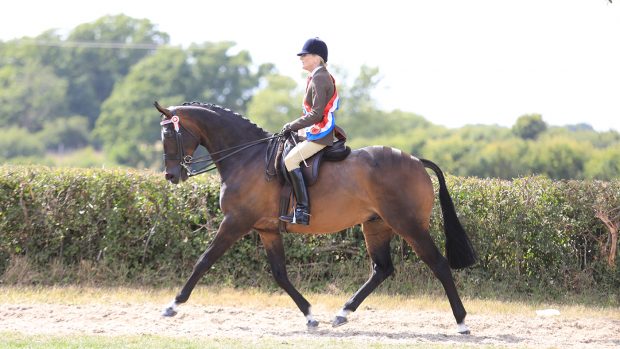 RIHS amateur riding horse championship