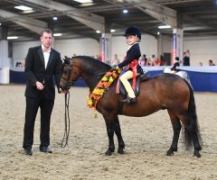 Craig Elenor, pictured with Dartmoor lead-rein pony Springwater Tactician, is an expert when it comes to knowing how to produce a lead-rein pony