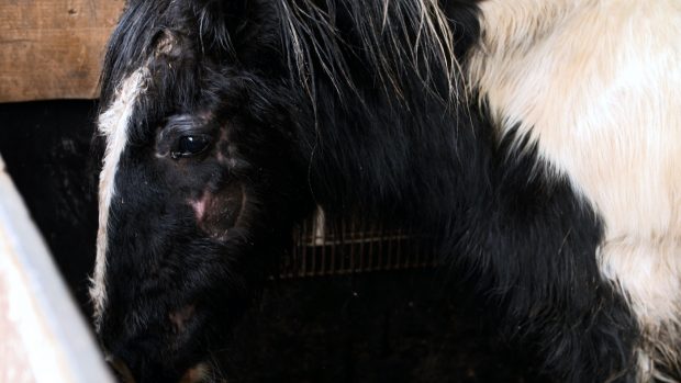 World Horse Welfare has launched a television advert to highlight the plight of horses in need