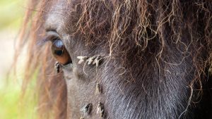 Horse with flies around the eye