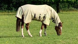 Equilibrium Field Relief Fly Rug