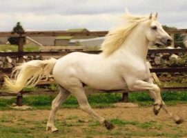 The prolific Connemara stallion I Love You Melody has died aged 26