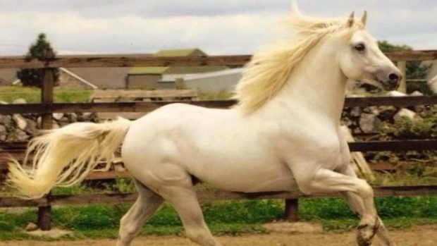 The prolific Connemara stallion I Love You Melody has died aged 26