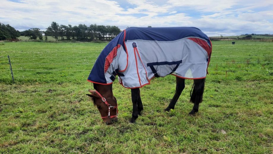 Horse pictured grazing in Premier Equine Buster Stay Dry Lite