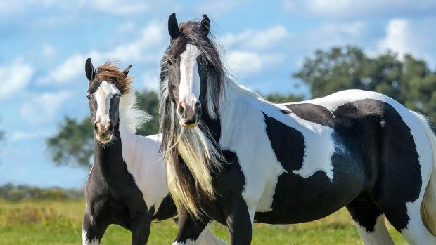 Gypsy cob