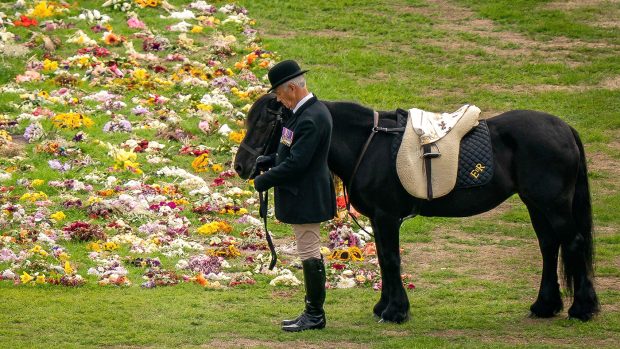 The Queen's Fell pony Carltonlima Emma at Her Majesty's funeral procession