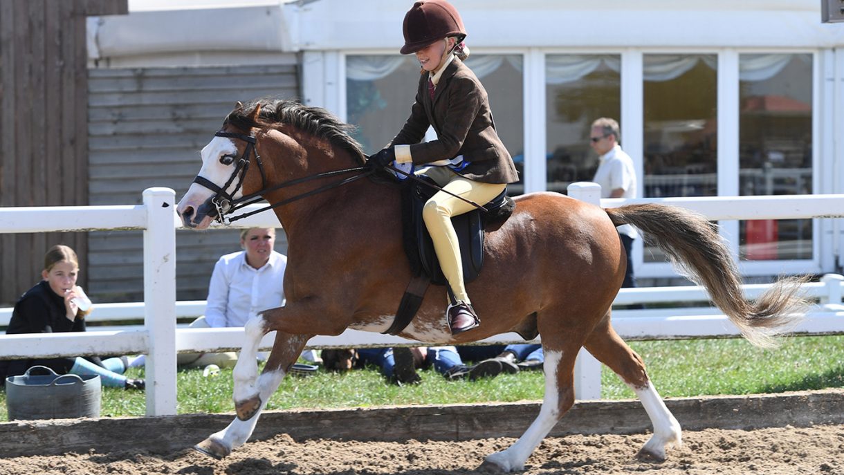 2022 HOYS finalist Rookery Boomerang Horse & Hound