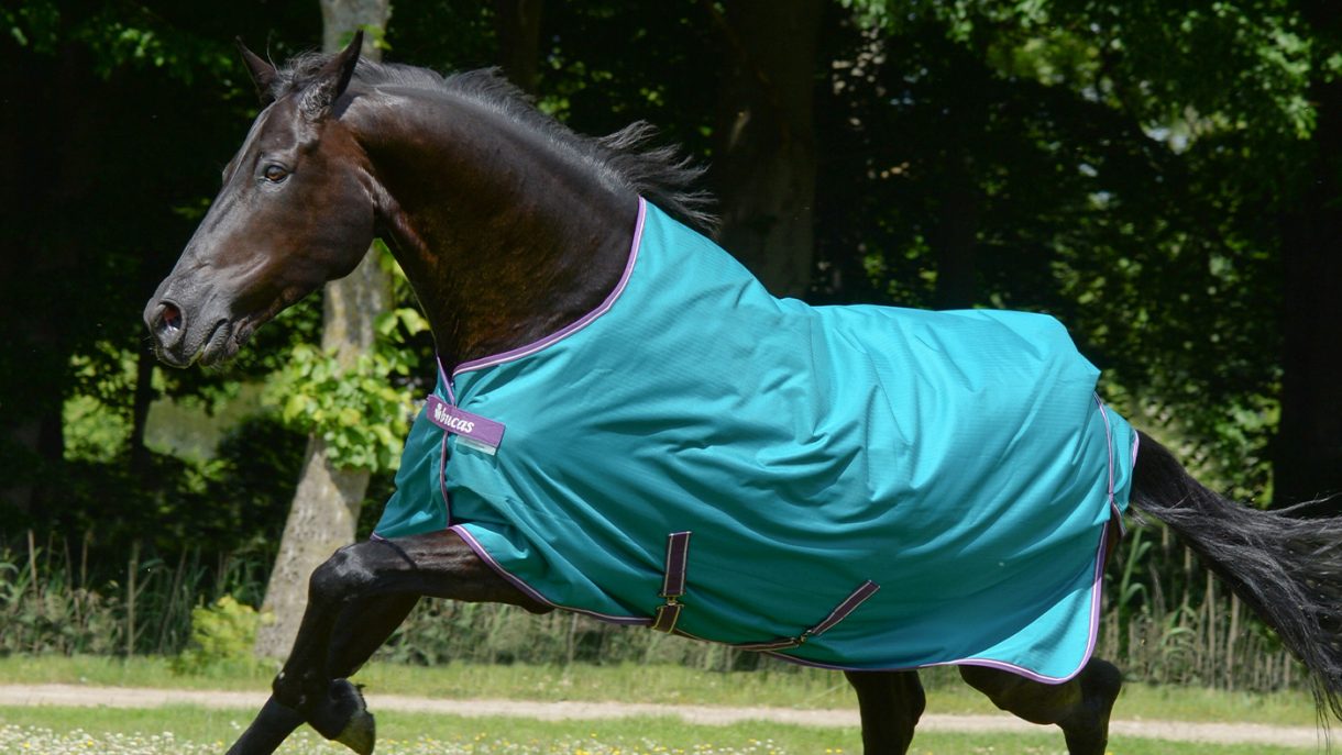 Best rain sheets for horses to protect from showers Horse & Hound