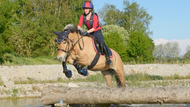 HEFDWG Young rider on back of a Norwegian Fjord horse riding cross country
