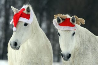 Best Advent calendars for horses and horse lovers | Horse & Hound